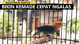 suara kemade gacor ‼️ Masteran burung cabe cabean  cit keres bahan agar cepat bunyi ngalas ngeder [upl. by Season]