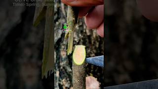 Grafting method of olive tree in spring oliveoilforhair [upl. by Mars465]