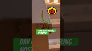 Day geckos feeling nostalgic gecko lizard reptiles cuteanimals funnyanimals funnyshort [upl. by Nylirret]