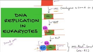 DNA Replication in Eukaryotes – An Overview [upl. by Elmer]