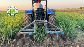 Sugarcane variety co 0118 riarsugarcanefarm trencher sugarcane Nursery [upl. by Bagger806]