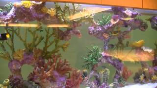 Nemours Childrens Hospital Custom Aquarium [upl. by Droffilc650]