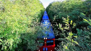 Romanian jungle with FOX RAILfreight train [upl. by Matrona]