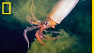 The Amazing Squid  Nat Geo Live [upl. by Jorgenson]