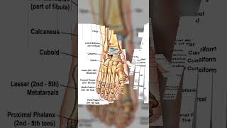 anatomic structures below the ankle joint comprise the footsubscribe biology like tranding [upl. by Susy]