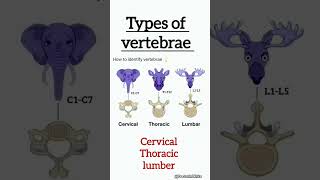 How to identify vertebrae  viralshorts vertebrae cervical thoracic lumbar [upl. by Adar]