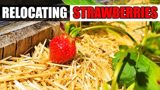 Relocate A Strawberry Plant  Garden Quickie Episode 72 [upl. by Leunam]