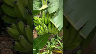 Banana tree  Musa acuminata Musa balbisiana nature plants trees friuits [upl. by Immac]