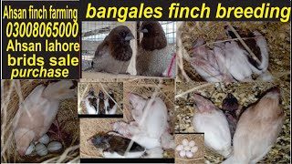 BENGALISOCIETY FINCH BREEDINGbengalese finch singingbengali finch breeding tips BENGALI BREEDING [upl. by Irami]