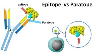 Epitope vs paratope [upl. by Enia]