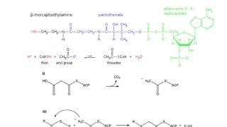 Fatty Acid Synthase [upl. by Enialem]