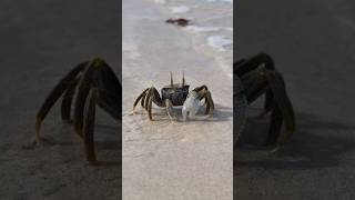 Zanzibar beach 🦀 africanbeach youtubeshorts africansafari [upl. by Tadeo]