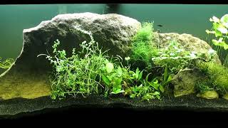 Identified and Unidentified Aquatic Plants to CO2Injected 75Gallon Tank 42924 [upl. by Reaht]