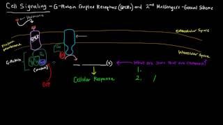 G Protein Coupled Receptors Part 1 of 2  2nd Messengers  General Scheme [upl. by Hasina]