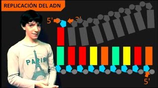 Replicación del ADN  Introducción [upl. by Savell372]