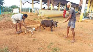 Shortest Mini Punganuru cow height below 10 inches which is amazingly short amp cute  Punganur cows [upl. by Chemarin]