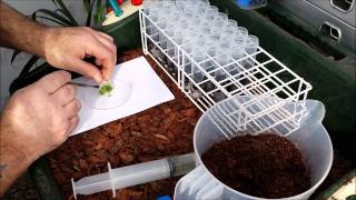 PLANTING PLEIONE ORCHID PROTOCORMS DIRECTLY FROM FLASK TO PEAT [upl. by Wilhide]