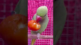 Parrot Talking Mithu Ay Mithu😍 youtubeshorts [upl. by Alehcim]