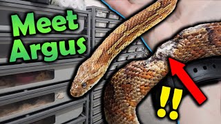 New Snake Breeding Facility Update [upl. by Enamrahc]