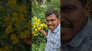 tamiltrending tamil avarampoo herbalife [upl. by Adoc]