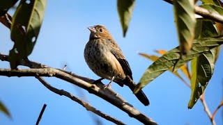 Tiziu chamando na natureza para estimular os pássaros no inverno [upl. by Larentia171]