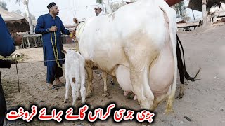 JERSEY SAHIWAL COW IN PUNJAB  COW MANDI PUNJAB [upl. by Anicul]