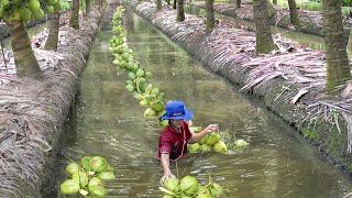 Amazing Way Thai Farmers Harvest Millions of Coconuts Every Year [upl. by Abbotsun]