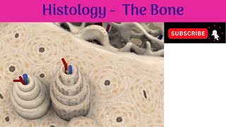 Histology of Bone  Woven Bone amp Lamellar Bone  Haversian system  Anatomy mbbs education [upl. by Babbie]