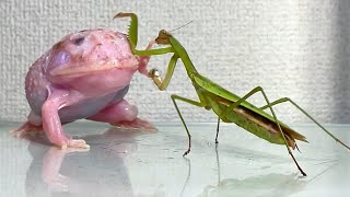 praying mantis trying to eat a frog Pacman frog  African bullfrog【LIVE FEEDING】 [upl. by Duval]