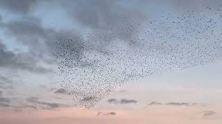 The starling murmuration Potteric Carr reserve Doncaster UK [upl. by Angela]