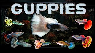 Best Guppies for your Aquarium and Guppy Fish Varieties – Guppy Beginners Welcome [upl. by Antonio]