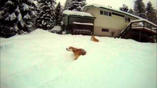 Corgi Snow Play [upl. by Eph]