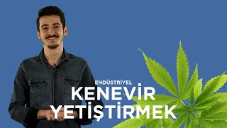 Kenevir Üretimi Karlı mıdır Kenevir Üretim İzni ve Endüstriyel Kenevir Hakkında Bilgiler [upl. by Sirred]