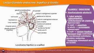 GLANDELE ENDOCRINE HIPOFIZA ȘI TIROIDA [upl. by Rramel]