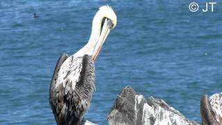 PELICANO Pelecanus thagus [upl. by Lorin]