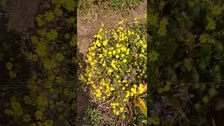 Flowers on Kas Patharnature [upl. by Melburn]