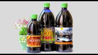 How Probiotics Work LACTO PAFI philippines lactobiotics shorts healthylifestyle goodbacteria [upl. by Aneelak]