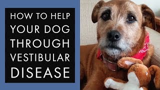 How to help your dog through Vestibular Disease acute or old dog [upl. by Greenquist721]