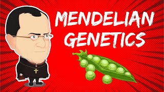 Mendelian Genetics and the Laws of Heredity [upl. by Jacquie672]