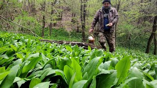 PRIN PĂDURE 🌳CU PÂRJOALE DE GHEBE 🌳ÎN CĂUTAREA ZBÂRCIOGILOR [upl. by Dahcir998]