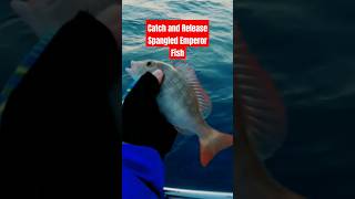 Catch and Release Spangled Emperor Fish shorts fypシ fishing shortvideo shortsfeed fish ofw [upl. by Mclyman]