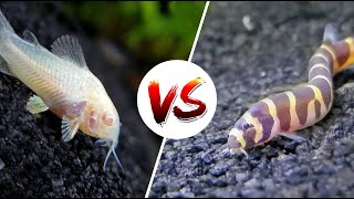 Cory Catfish vs Loaches – Which is Better [upl. by Gizela113]