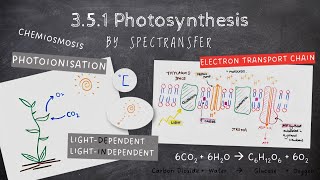 EASY REVISION AQA ALevel Biology 351 Photosynthesis [upl. by Ahsemo]