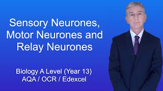 A Level Biology Revision Year 13 quotSensory Neurones Motor Neurones and Relay Neuronesquot [upl. by Aicella]