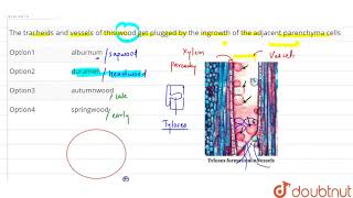 The tracheids and vessels of this wood get plugged by the ingrowth of the adjacent parenchyma cells [upl. by Kleon492]