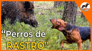 Perros de rastro 🐾 sabuesos en busca del jabalí 🐗sabuesoespañolperrosderastro [upl. by Arebma]