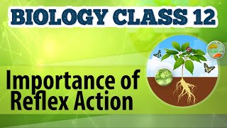 Importance of Reflex Action  Control amp CoOrdination  Biology Class 12 [upl. by Idnem891]