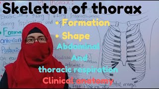 Skeleton of thorax Rib cage Formation shape abdominal and thoracic respiration clinical anatomy [upl. by Fital]