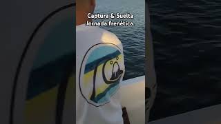 Robalito CampS fishing pescahuelva pesca lrf fish angler pez fishinglife rockfishing huelva [upl. by Berni]