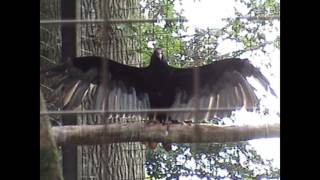 Turkey Vulture at Cotswold Wildlife Park [upl. by Marek688]